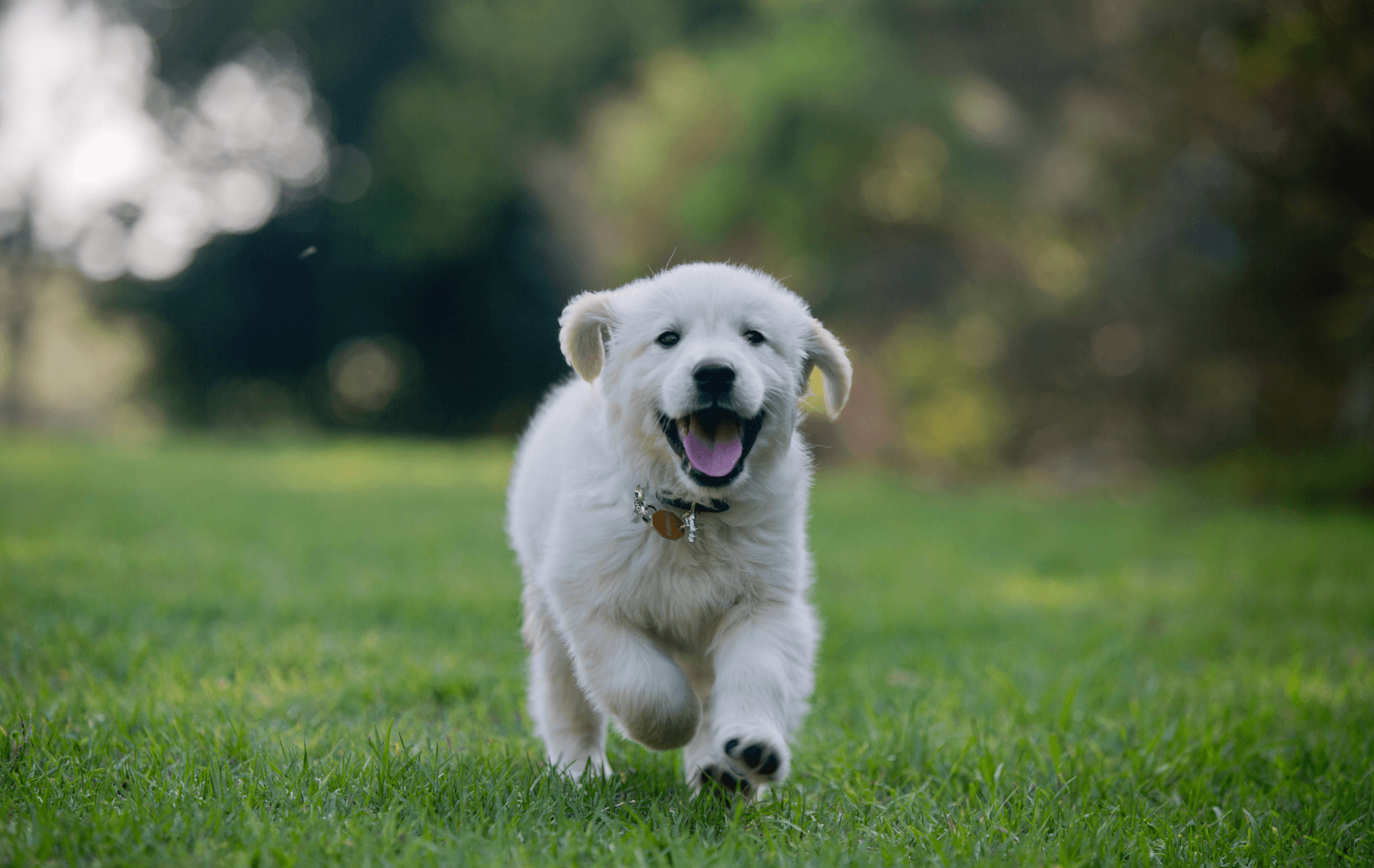 Stoneledge Animal Hospital Patient Gallery Vet Clinic In Westbrook