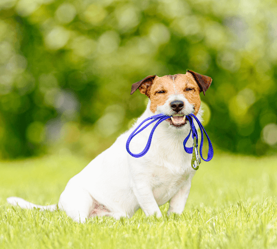 A dog with a leash in its mouth