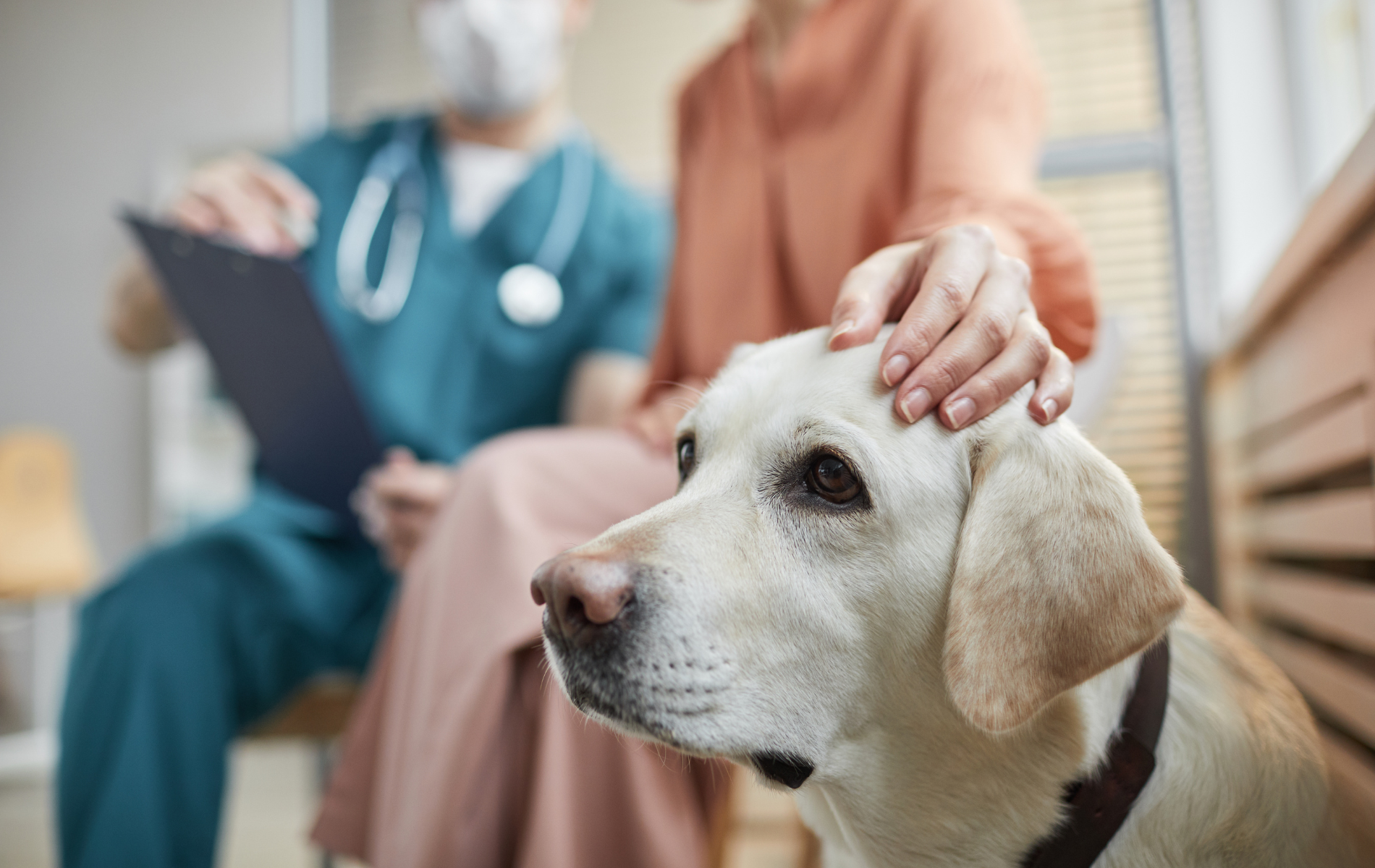 In-House Pet Laboratory In Westbrook, ME 04092 | Stoneledge Animal Hospital