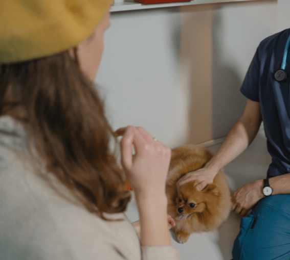 A person petting a dog