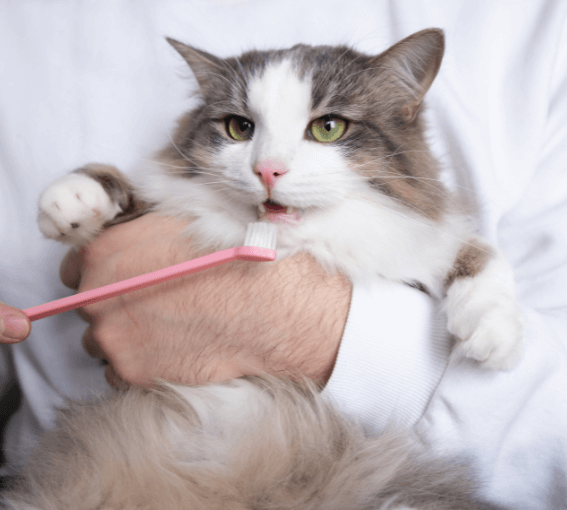 A cat being held by a person
