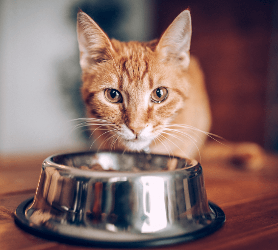 A cat eating from a bowl