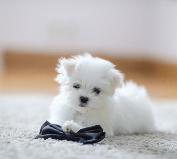 A small white dog lying on carpet with a bow tie