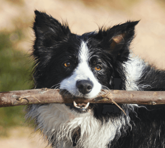 A dog holding a stick in its mouth
