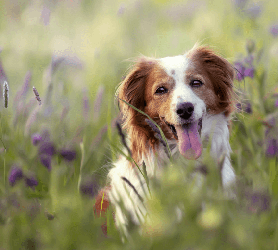 A dog in a field of flowers