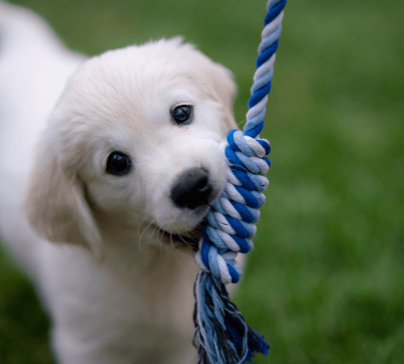 A puppy holding a rope