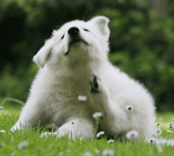 A white dog sitting on grass