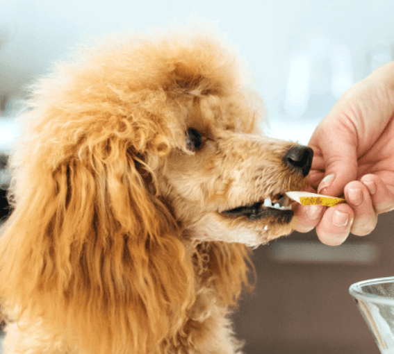 A person feeding a dog