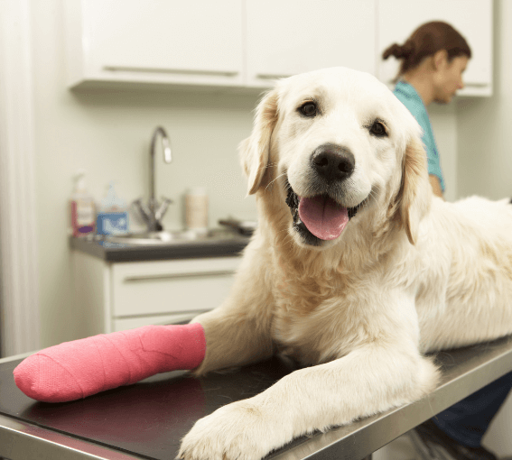 A dog with a cast on its leg