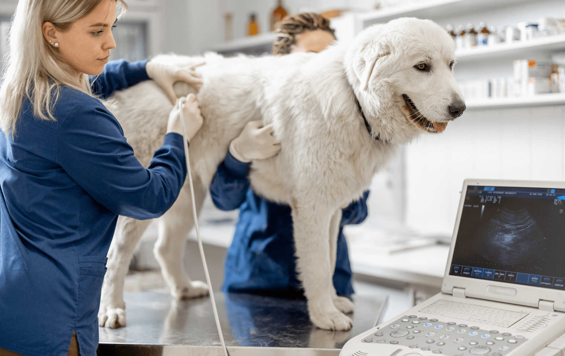 Dog ultrasound near me