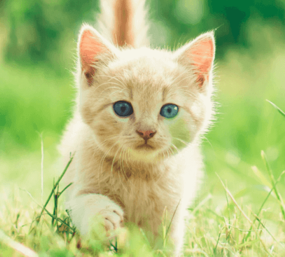 A cat walking in the grass