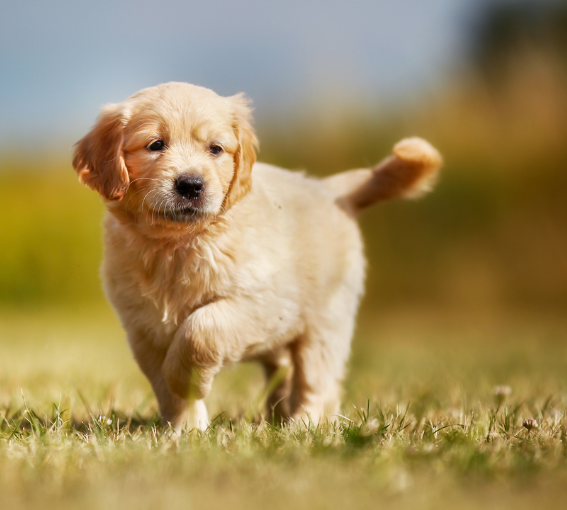 A puppy running in the grass